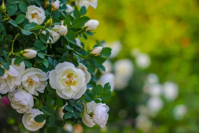 Белый шиповник, дикий шиповник краше садовых роз...\"