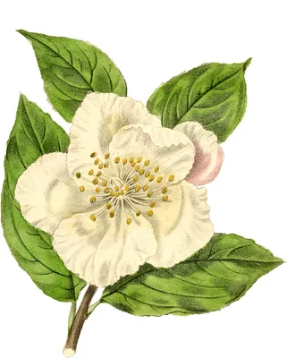 Белый шиповник: описание растения, популярные сорта, уход за кустами,  размножение