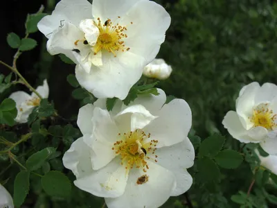Белый шиповник, дикий шиповник Краше садовых роз | Фотосайт СуперСнимки.Ру
