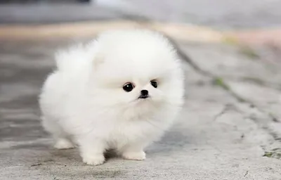 Белый щенок померанского шпица . White Pomeranian puppy, www.elitdog.com,  Kennel «Elite Imperiya» - YouTube