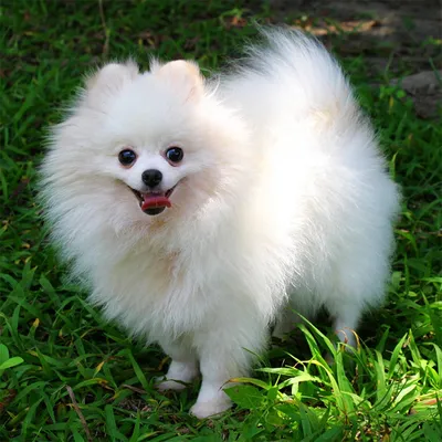 Белый померанский шпиц. Puppy white Pomeranian. www.elitdog.com - YouTube |  Померанский шпиц, Щенок померанского шпица, Самые милые животные