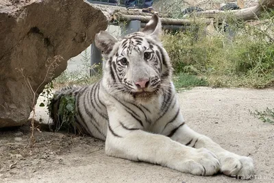 Фотообои виниловые на флизелиновой основе Decocode Белый тигр 31-0006-NB  3х2,8 м - описание, фото и преимущества