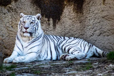 Купить Белый тигр - по выгодным ценам | интернет-магазин  рисуем-по-номерам.рф