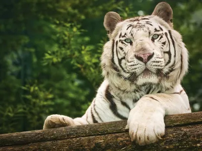 Вьетнамский бальзам Белый Тигр/ Мазь Tiger Balm Белый тигр, Вьетнам 20 гр.  - купить с доставкой по выгодным ценам в интернет-магазине OZON (396512294)