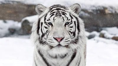 Картина на дереве Белый тигр 40х60 см 637768 – купить по цене 5 400 ₽ в  Москве в интернет-магазине ogogo.ru