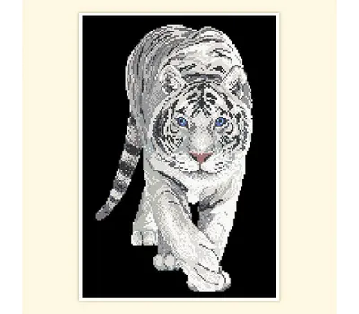 Белый Тигр Фотография, картинки, изображения и сток-фотография без роялти.  Image 13059543