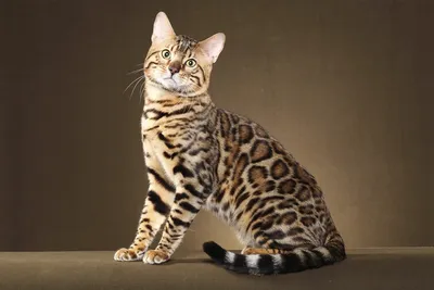 Разновидности бенгальской кошки: узоры и окрасы | Гавкуша | Дзен
