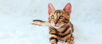 Бенгальская кошка: чем кормить, особенности породы и ухода -  Интернет-зоомагазин Korm