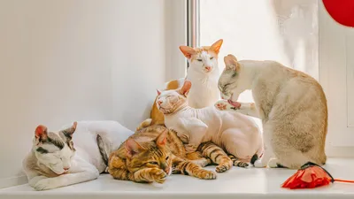 Бенгальская кошка — описание породы с фото | KPIZ.ru