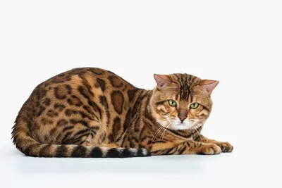 Бенгальская кошка: Порода, созданная из современных джунглиевых