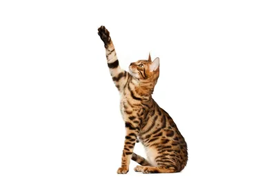 Бенгальская кошка бежит по тротуару, кошка, бездомная кошка, коричневый  тигр фон картинки и Фото для бесплатной загрузки