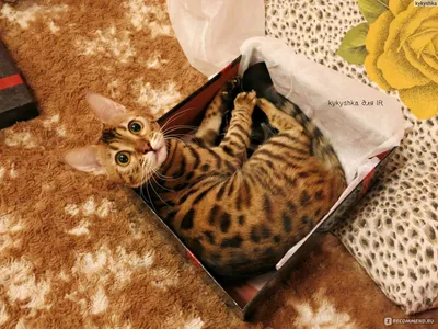 Фигурка Бенгальская кошка Schleich 13918 купить в по цене 701 руб., фото,  отзывы