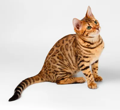 Бенгальская - описание породы кошки: фото, характер, размер, уход в  каталоге на официальном сайте корма Бош