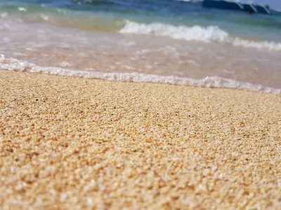 Бесплатное изображение: пляж, вода, морской берег, море, природа, водные,  цветок