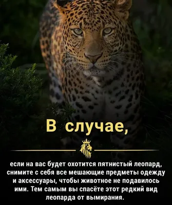 Берегите животных, автор Радюкина Карина Анатольевна