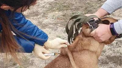 В Западном округе прошла бесплатная вакцинация животных :: Krd.ru