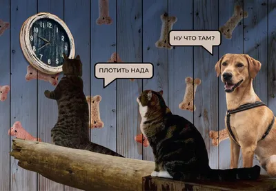 Бесплатная выставка бездомных животных «Юна-Фест» в Москве — Большой город