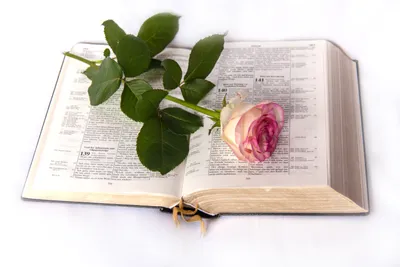 картинки : растение, лист, цветок, лепесток, Роза, Церковь, Библия  5616x3744 - - 847520 - красивые картинки - PxHere