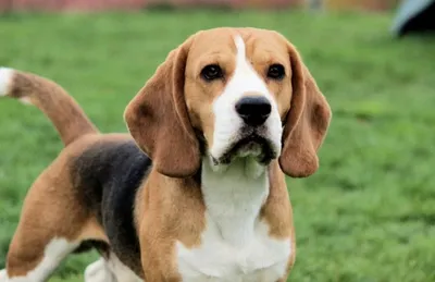 Royal Canin Beagle Adult сухой корм для взрослых собак породы Бигль | ЗООМАГ