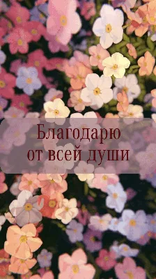 Люди, я не знаю кто вы и откуда🐱 но благодарю вас от всего сердца, от всей  души😊🙏🏻🥰💖 Честно, я в шоке, столько помощи приюту, спасибо… | Instagram