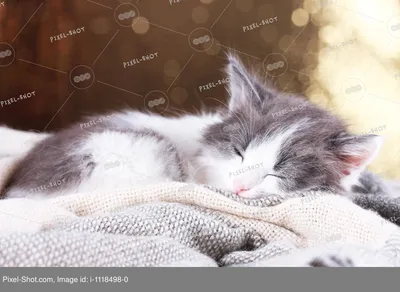 Darsi паучи для кошек с чувствительным пищеварением с индейкой - 85 г х 32  шт - купить в Москве | КотМатрос