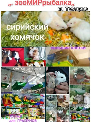 Djeco Раскраска Блестящие животные - купить с доставкой по выгодным ценам в  интернет-магазине OZON (138392873)