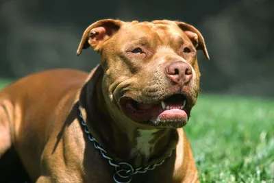 Бойцовские собаки: ТОП-15 пород с фото, названиями, описанием