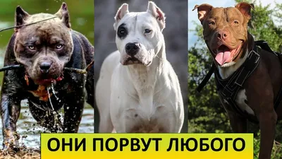 Бойцовая собака набросилась на своего хозяина в Москве