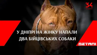Насколько опасны бойцовые собаки, и почему их не запретили в нашей стране?»  — Яндекс Кью