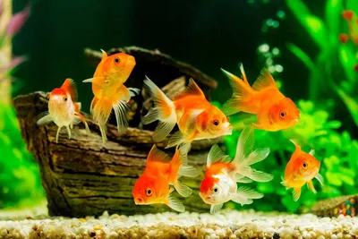 Ученые узнали, почему рыбы смотрят вниз, когда плавают