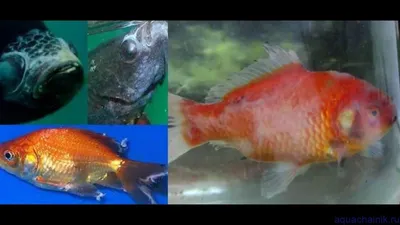 Заболела рыбка. Болезни аквариумных рыбок и их лечение. | Аквариумные  рыбки, Экзотическая рыба, Заболевания