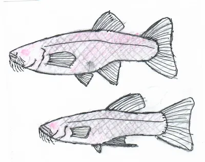 Золотые рыбки (Carassius auratus) | виды, описание, содержание