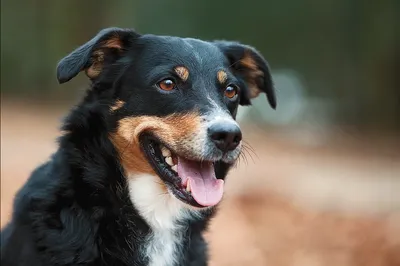 Воспаление глаз у собак: причины и лечение