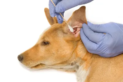 Офтальмоскопия (с применением офтальмоскопа) для собак в ветеринарной  клинике SQ-lap