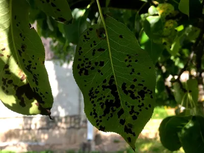 Черные пятна на листьях груши - причины и лечение | Садовая коллекция  Натальи | Дзен