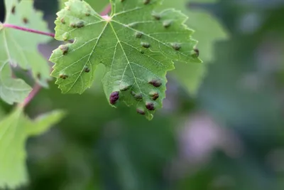 Вредители винограда: основные виды вредителей винограда, как с ними  бороться – наиболее эффективные средства