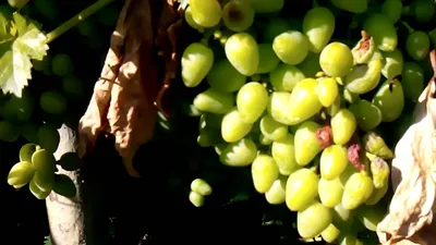 Биопестициды на винограднике - Виноград, виноградарство. Саженцы винограда  Красохиной С.И.