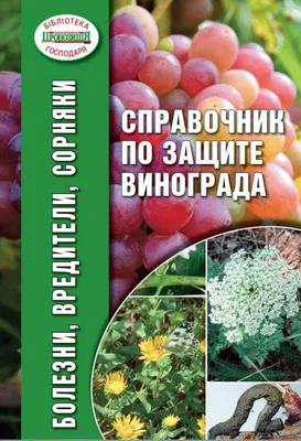 Антракноз винограда: советы по лечению | Аптека Садовода