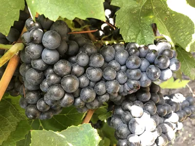 Цикадки на винограднике: повреждения и меры борьбы
