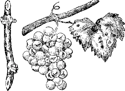 Справочник по защите винограда от болезней, вредителей и сорняков  (ID#1570367087), цена: 200 ₴, купить на Prom.ua