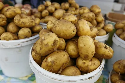 Что опасней для картофеля