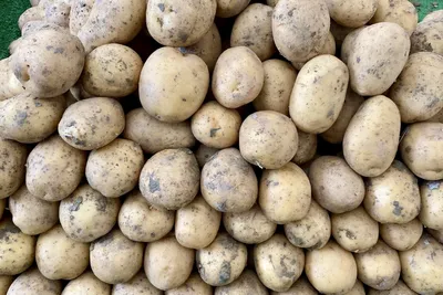 Какое количество картофеля в неделю провоцирует смертельные болезни -  AmurMedia.ru