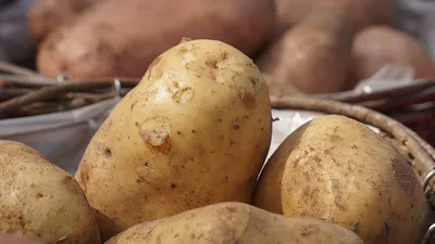 Никакие болезни не страшны: обрабатывайте картофель только так — просто и  без химии
