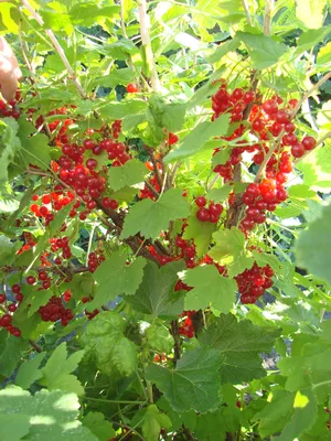 Смородина красная 'Сахарная' купить по цене 2.500,00 руб. руб. в Москве в  питомнике растений Южный