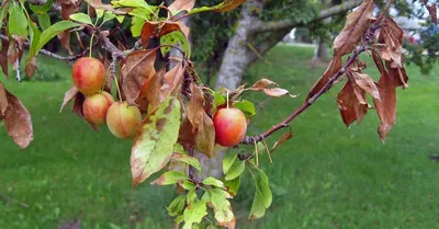 🐛🍓Самые опасные болезни и вредители смородины, малины и крыжовника. Чем  обработать кустарники от мучнистой росы