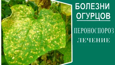 Болезни огурцов в теплице и открытом грунте: описание с фотографиями |  ivd.ru