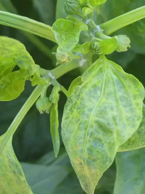 Выращивание огурцов на шпалере - Растения - УРАЛ - Информационный портал  УРФО