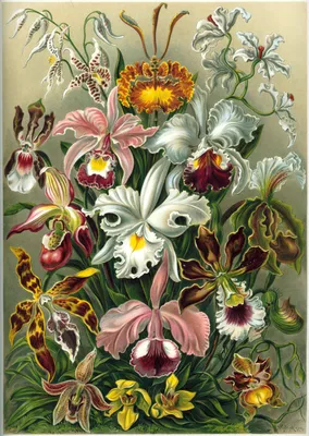 Орхидея Phalaenopsis Calm Storm (отцвел)