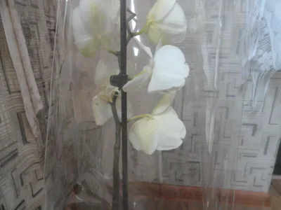 Одна постоянная рисунок новой для логотипа сад орхидей красоты. Printable  декоративная концепция орхидные постера для цветов Иллюстрация вектора -  иллюстрации насчитывающей средства, ботаническую: 195885462