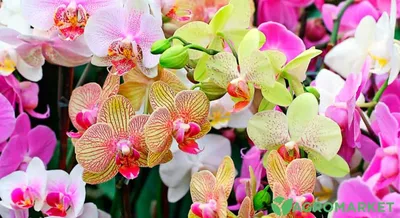 Магазин цветов в покровском - Орхидея